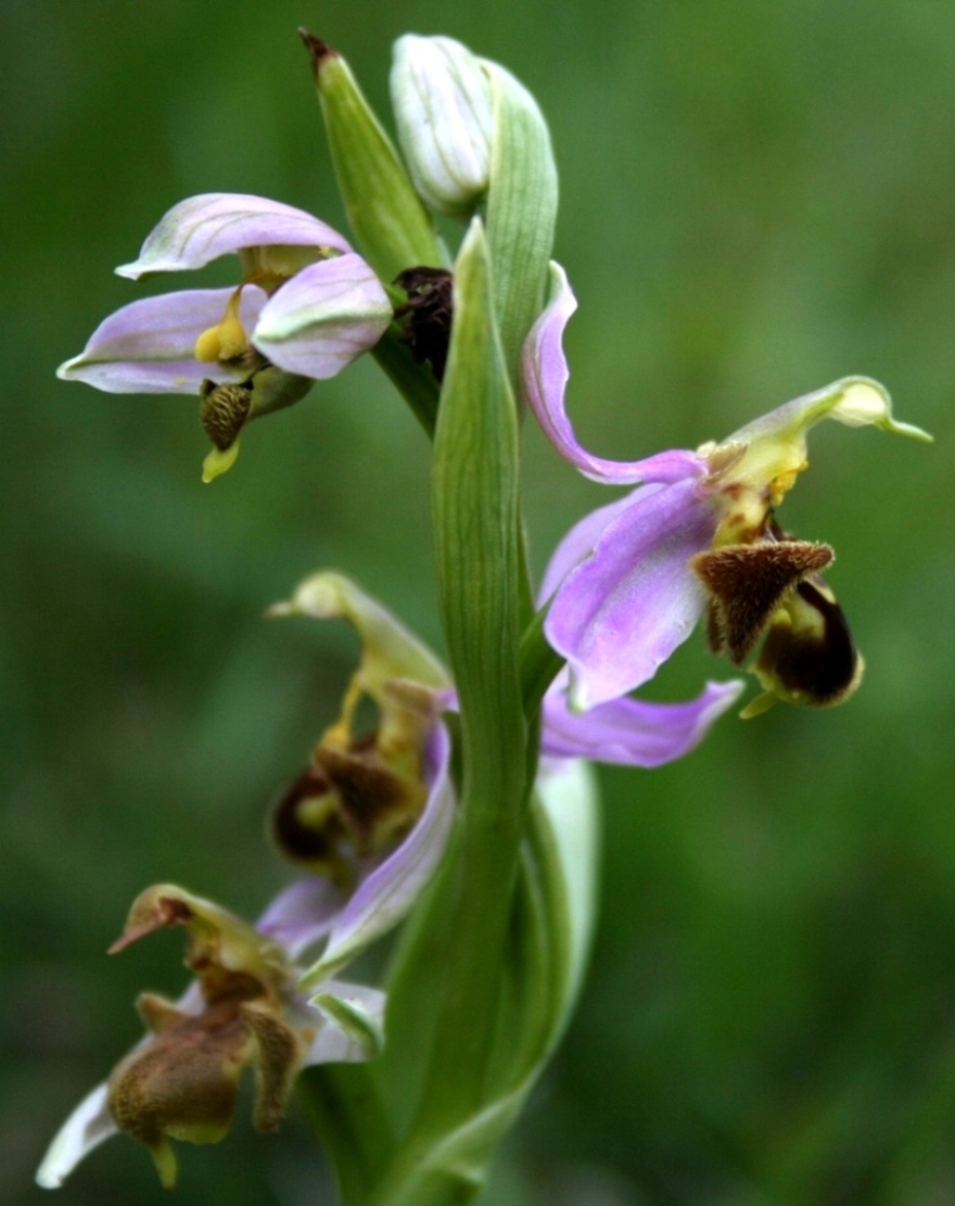 Ophrys ??????