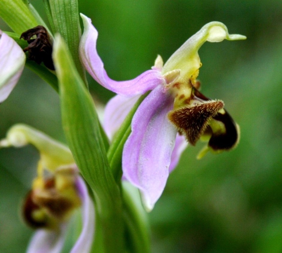 Ophrys ??????