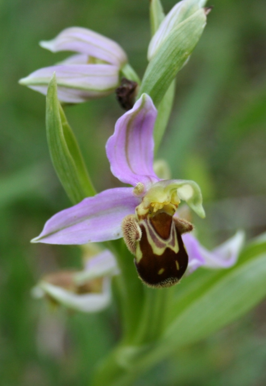 Ophrys ??????