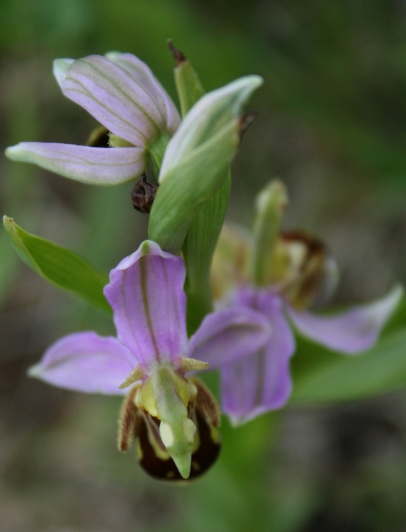 Ophrys ??????