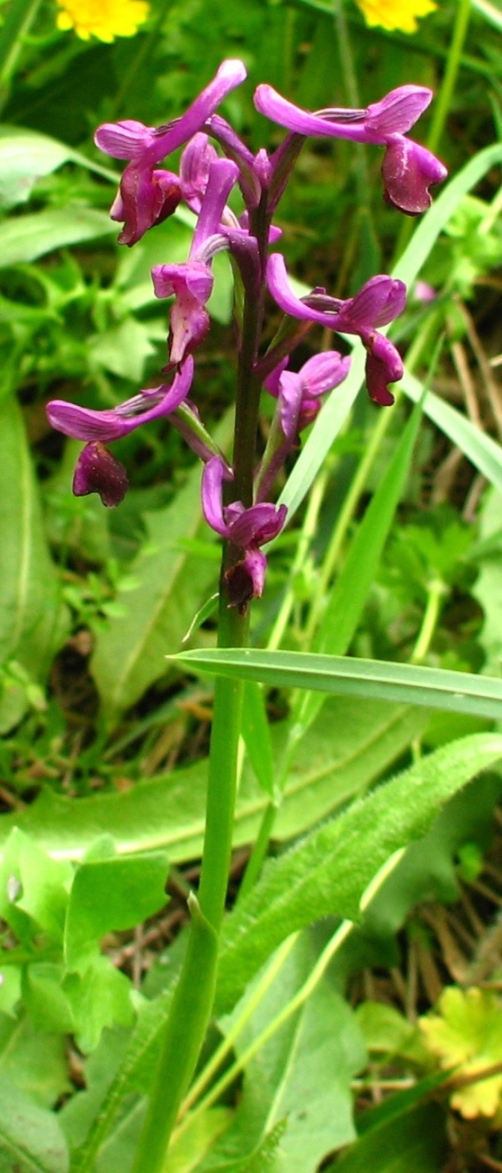 Ophrys e Orchis vicino a  Palazzolo