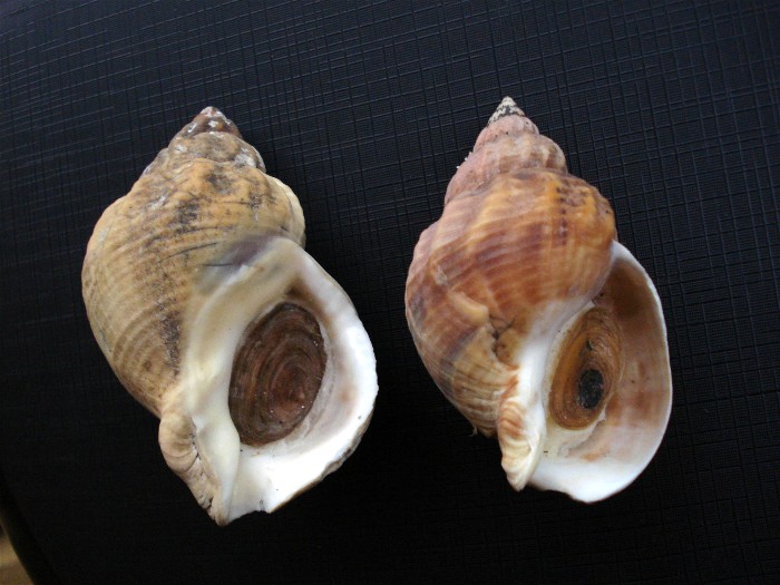 Buccinum undatum