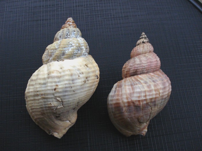 Buccinum undatum