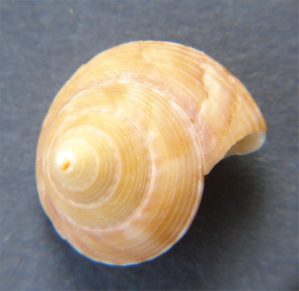 Calliostoma gualterrianum