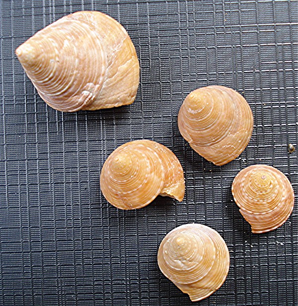 Calliostoma gualterrianum