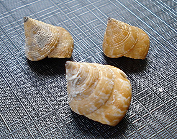 Calliostoma laugeri