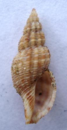 Turridae