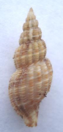 Turridae