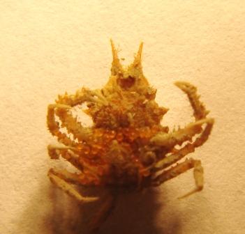 Eurynome spinosa ?