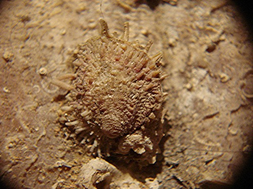 Pinna nobilis