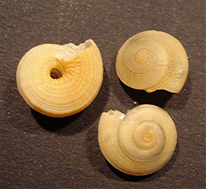 Ostia spiaggia (Architectonicidae)