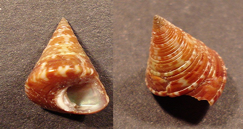 Calliostoma