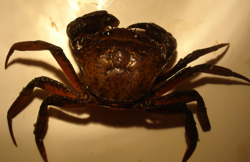 Carcinus aestuarii  da Riccione