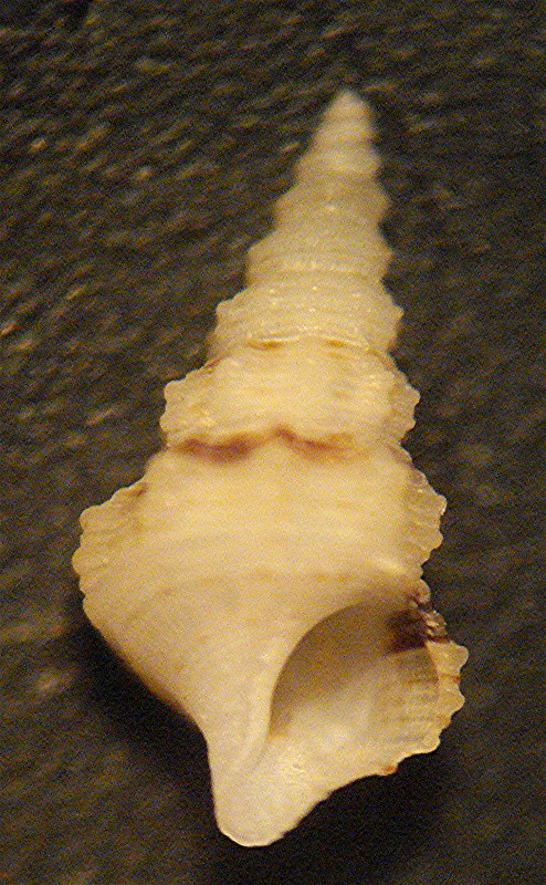 Cerithium