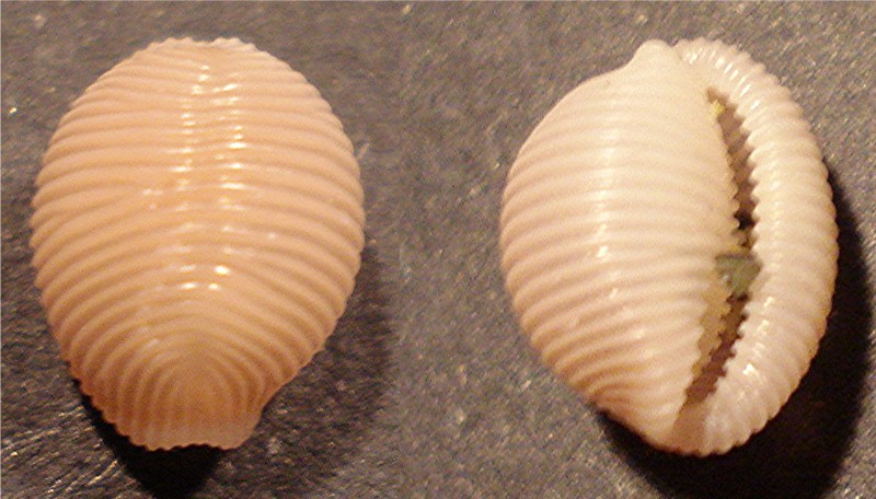 Ostia spiaggia (Triviidae)