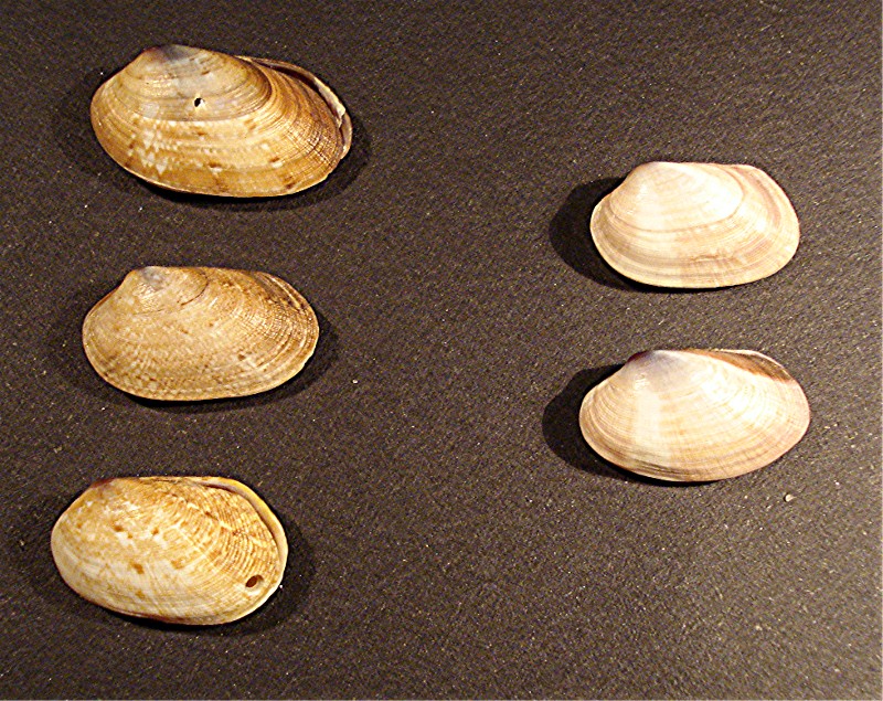 Ostia spiaggia (Veneridae)