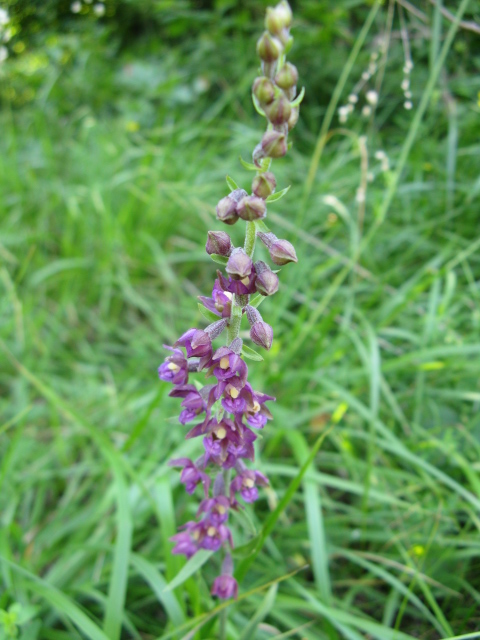 Epipactis atrorubens ... buonasera - mi presento -