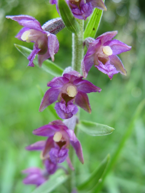 Epipactis atrorubens ...     FIORE PROVAGNA 29/06/08