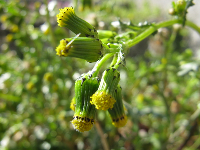 composita bellunese - Senecio vulgaris