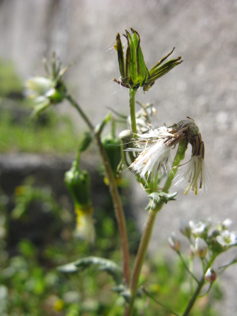 composita bellunese - Senecio vulgaris