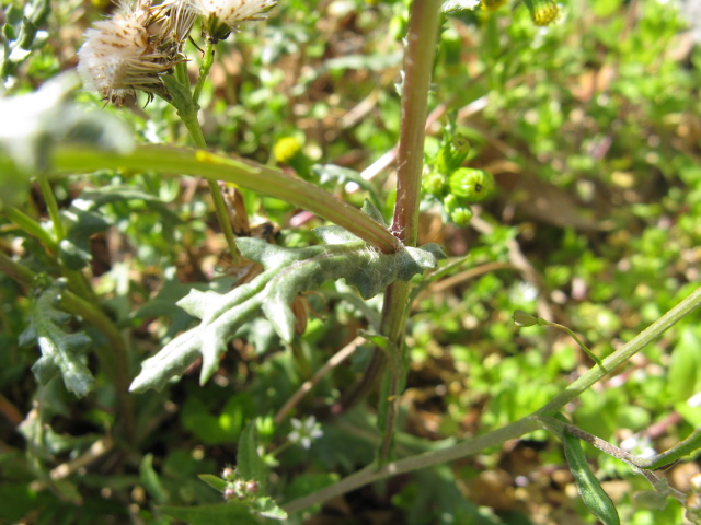 composita bellunese - Senecio vulgaris