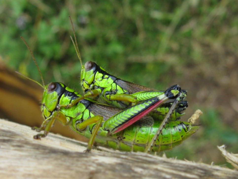 Accoppiamento: Miramella (Kisella) irena