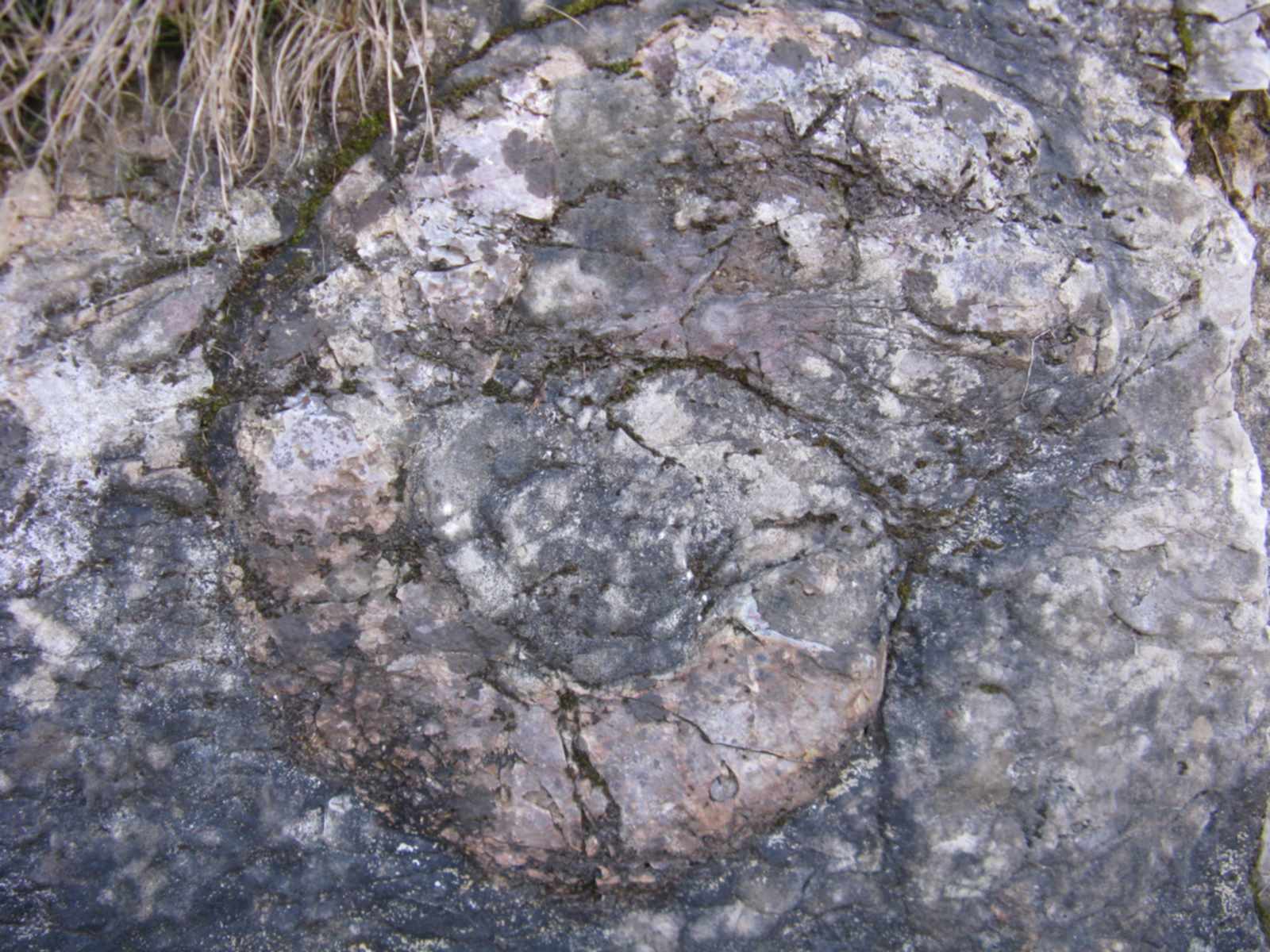 ammonite bellunese