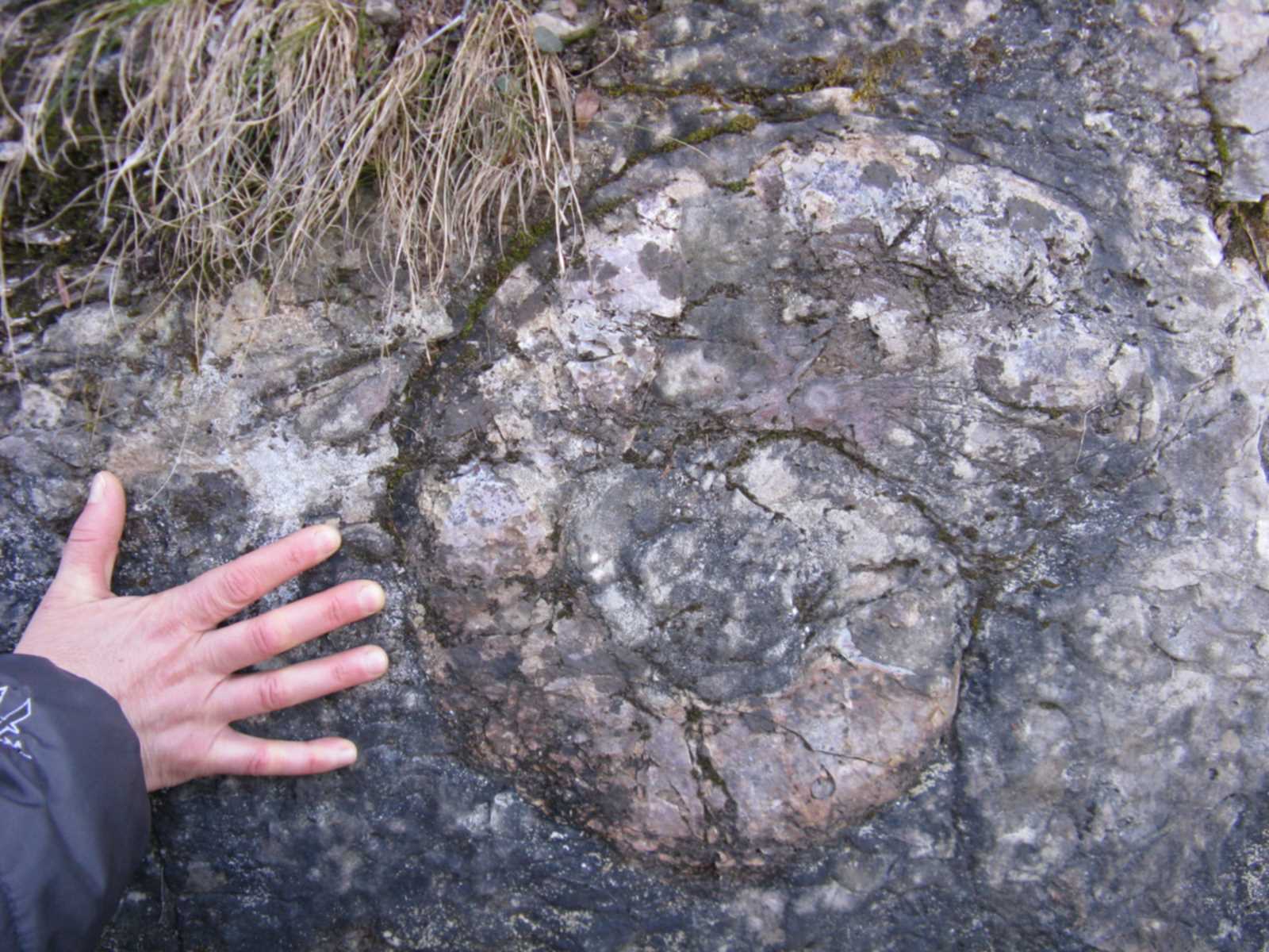 ammonite bellunese