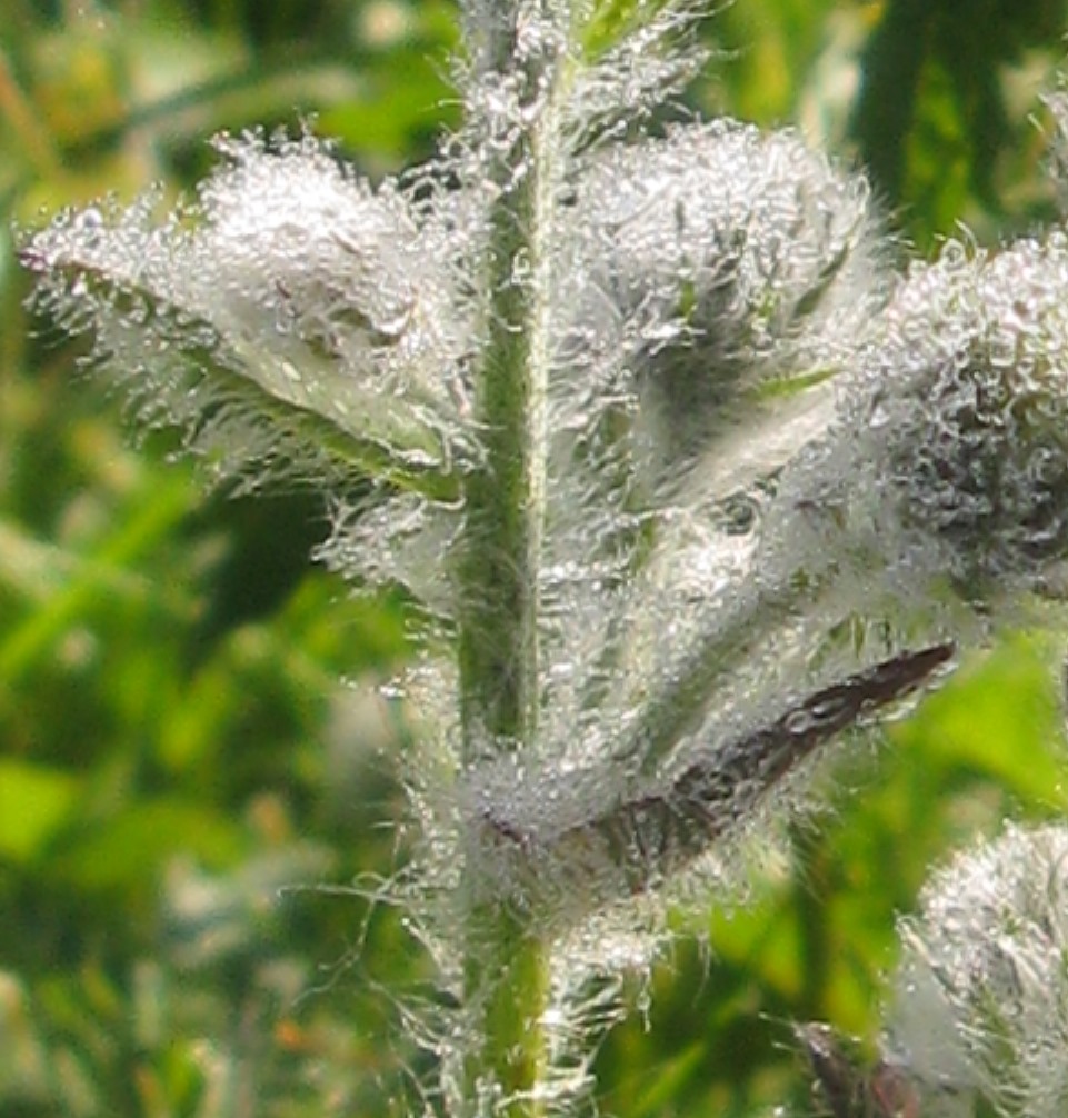 pianta da determinare Dolomiti Friulane - Hieracium sp.