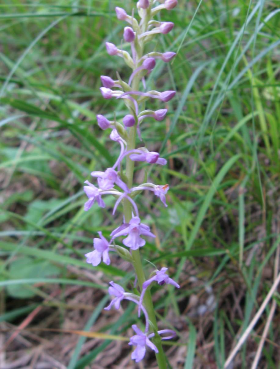 ancora Dolomiti Bellunesi (Gymnadenia conopsea)