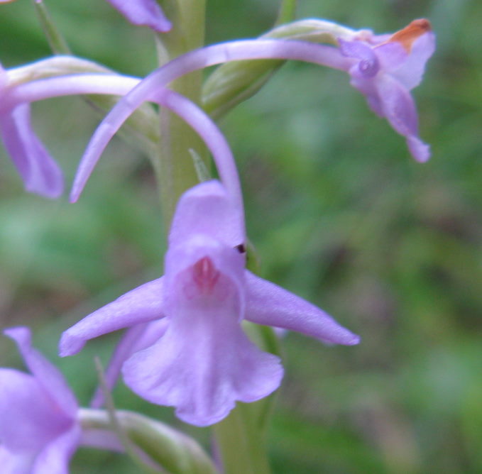 ancora Dolomiti Bellunesi (Gymnadenia conopsea)