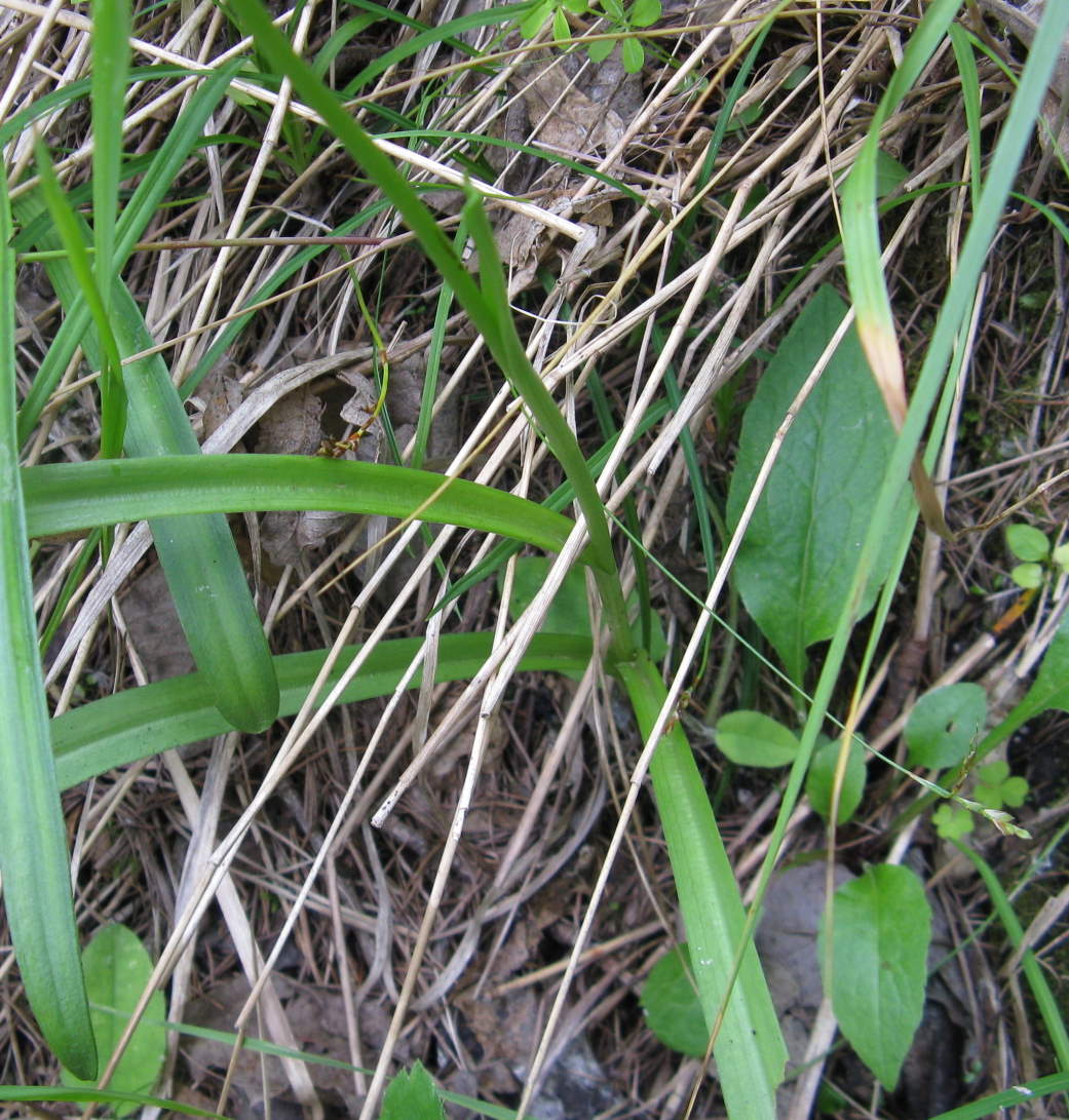 ancora Dolomiti Bellunesi (Gymnadenia conopsea)