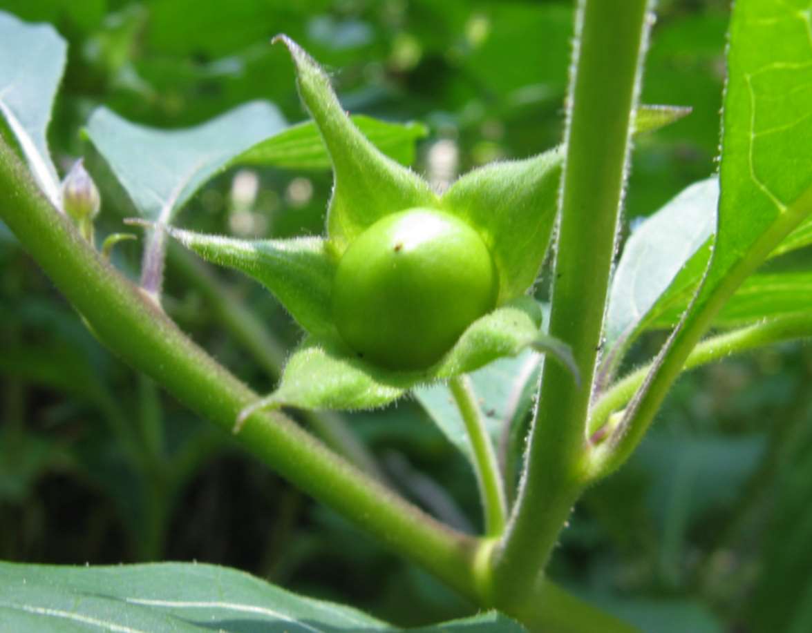 Atropa bella-donna / Belladonna