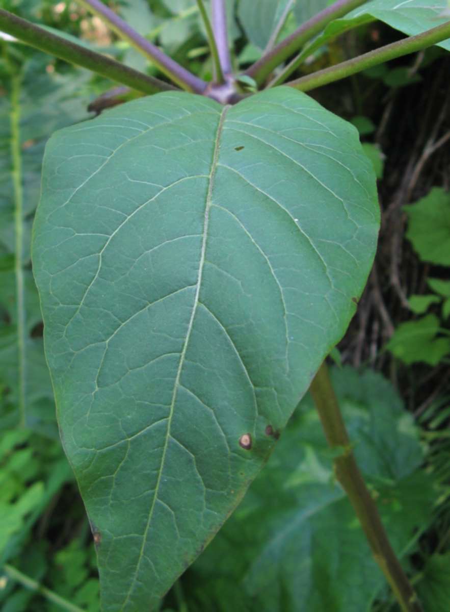 Atropa bella-donna / Belladonna