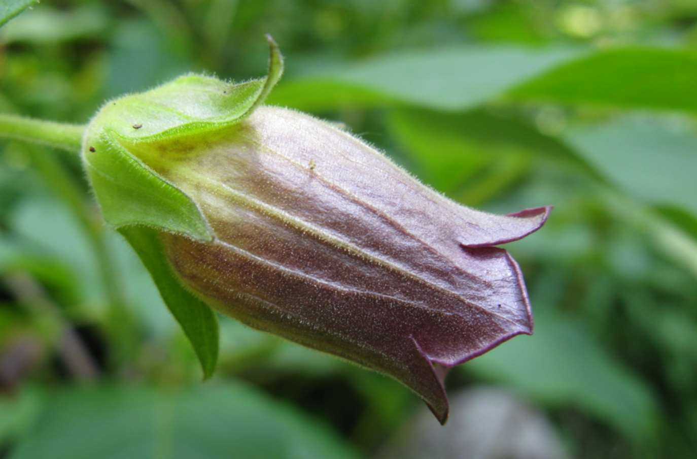 Atropa bella-donna / Belladonna