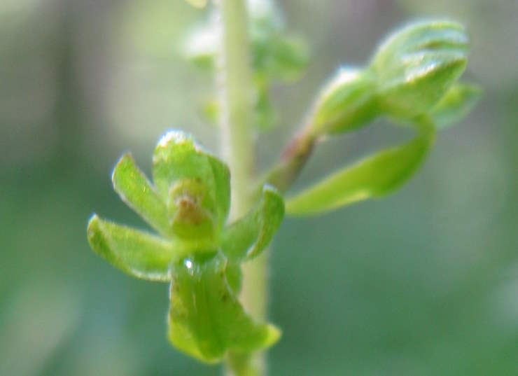 Neottia ovata (=Listera ovata)