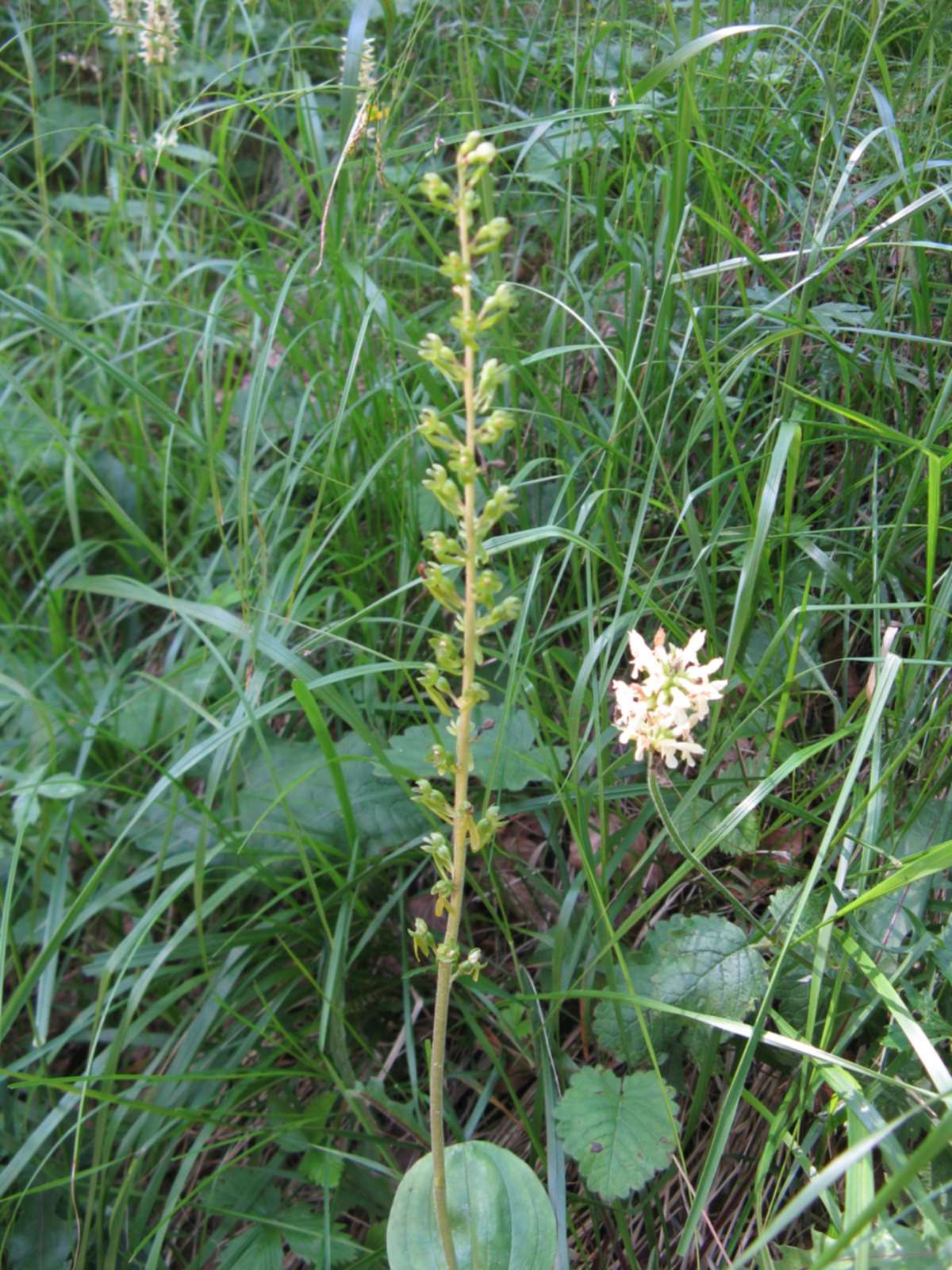 Neottia ovata (=Listera ovata)