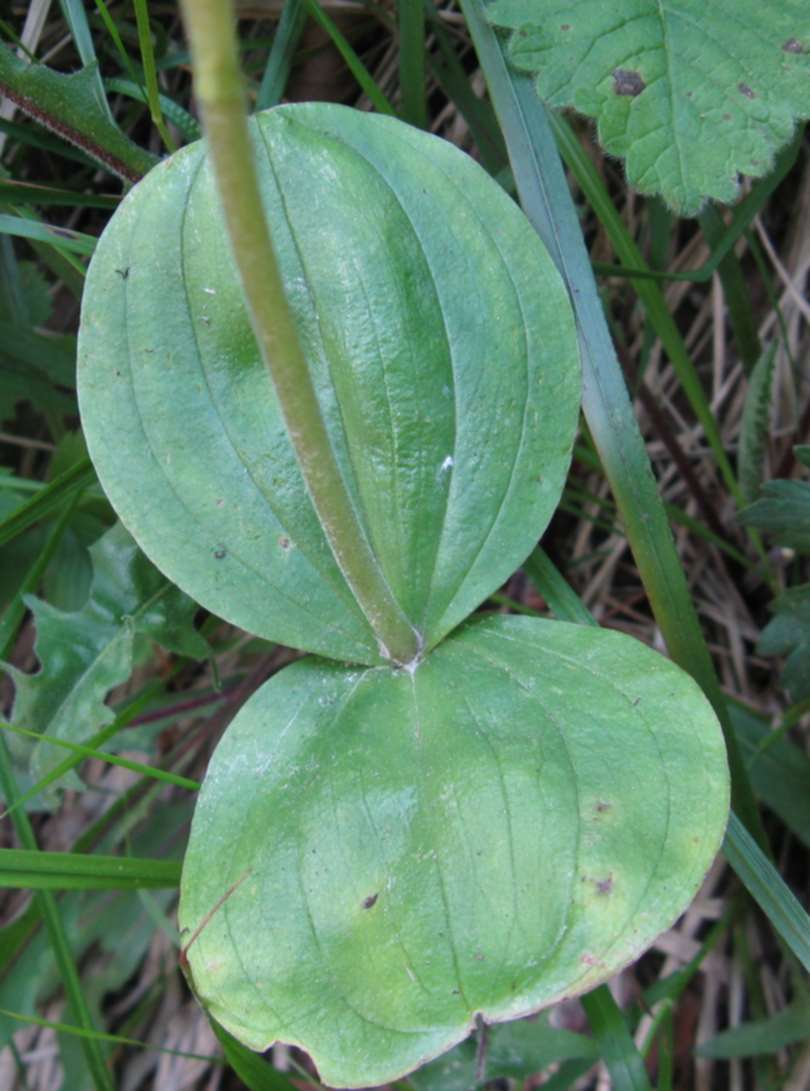 Neottia ovata (=Listera ovata)