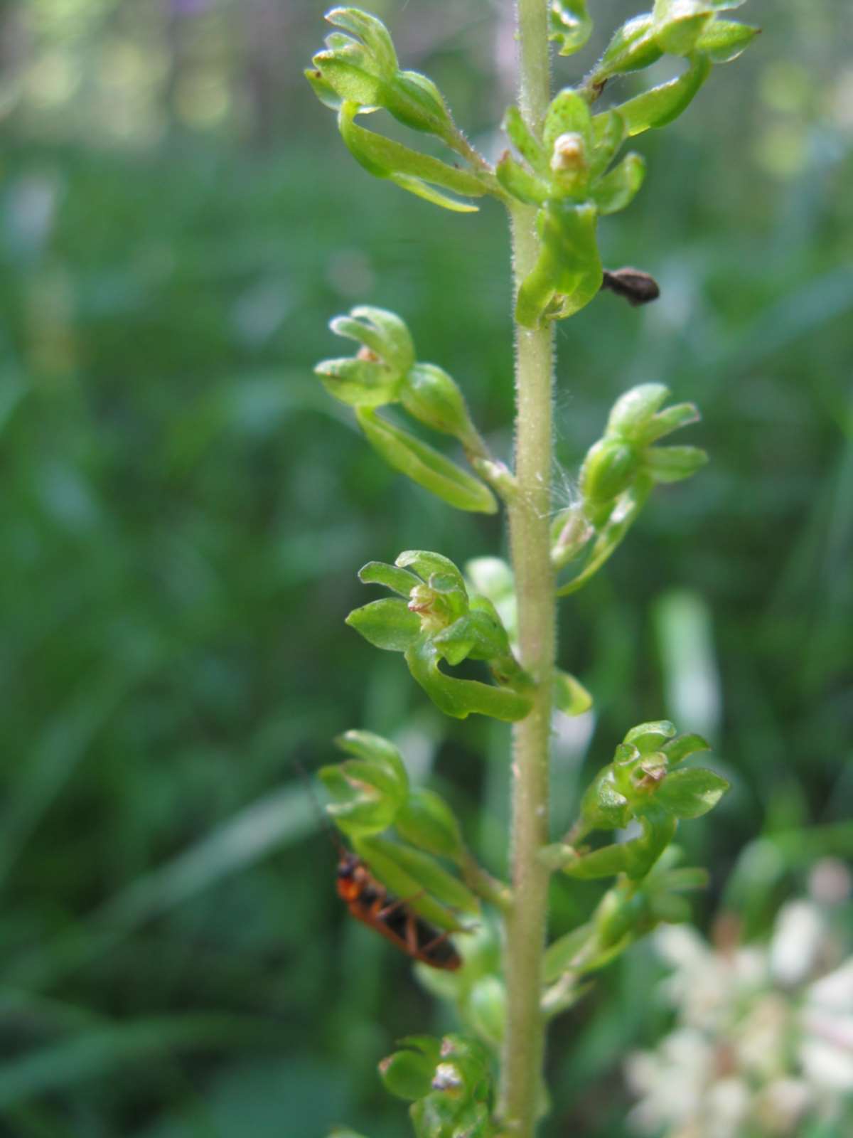 Neottia ovata (=Listera ovata)