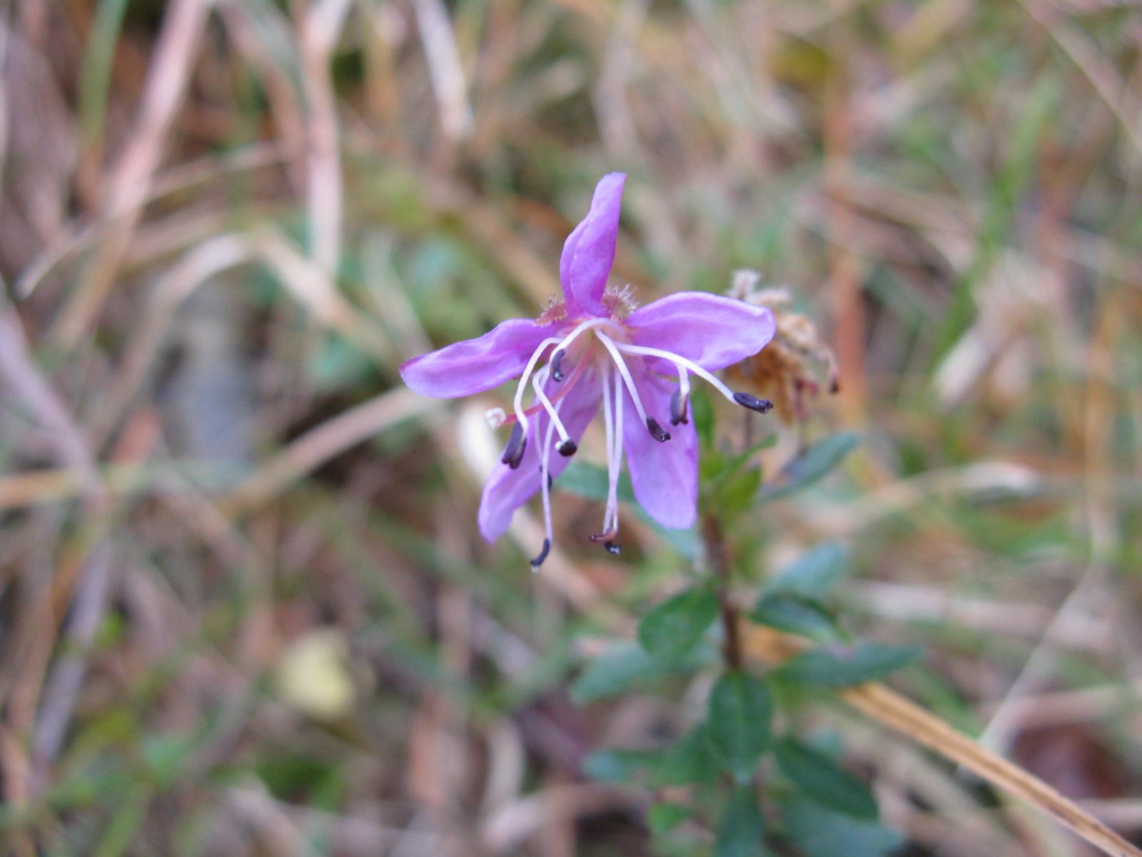 Rhodothamnus chamaecistus (L.) Rchb.