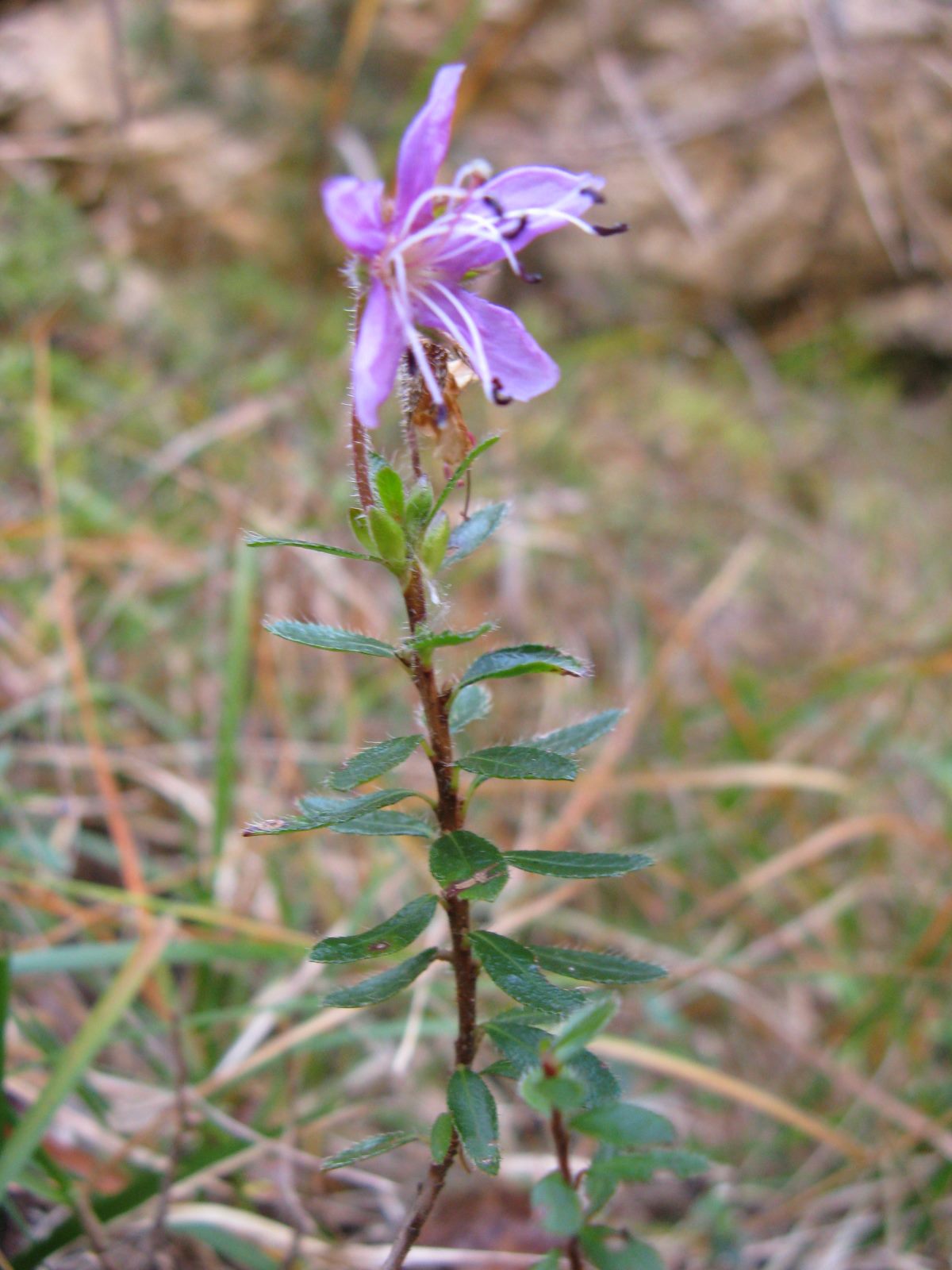 Rhodothamnus chamaecistus (L.) Rchb.