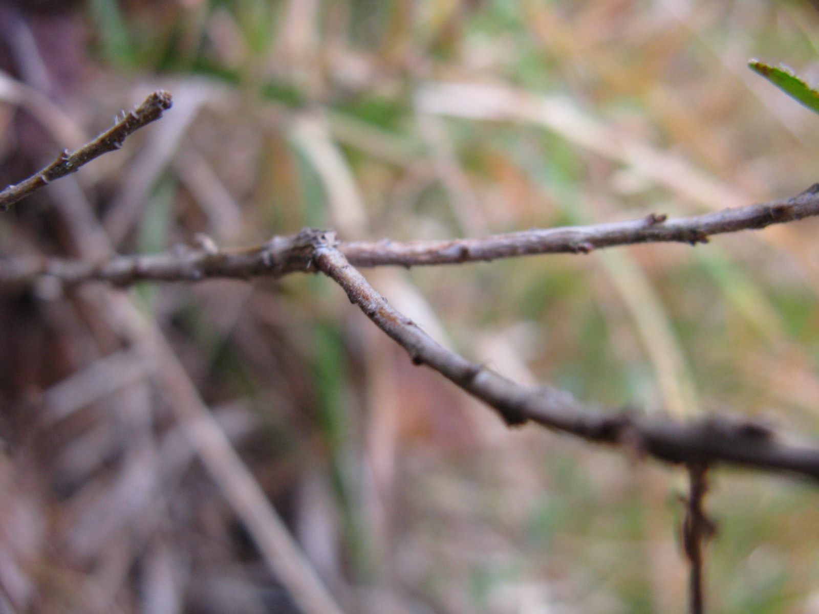 Rhodothamnus chamaecistus (L.) Rchb.