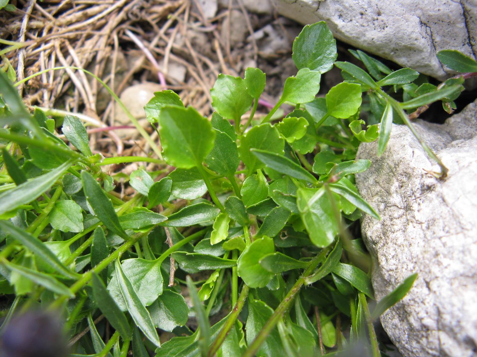 Campanula cochleariifolia / Campanula a foglie di coclearia