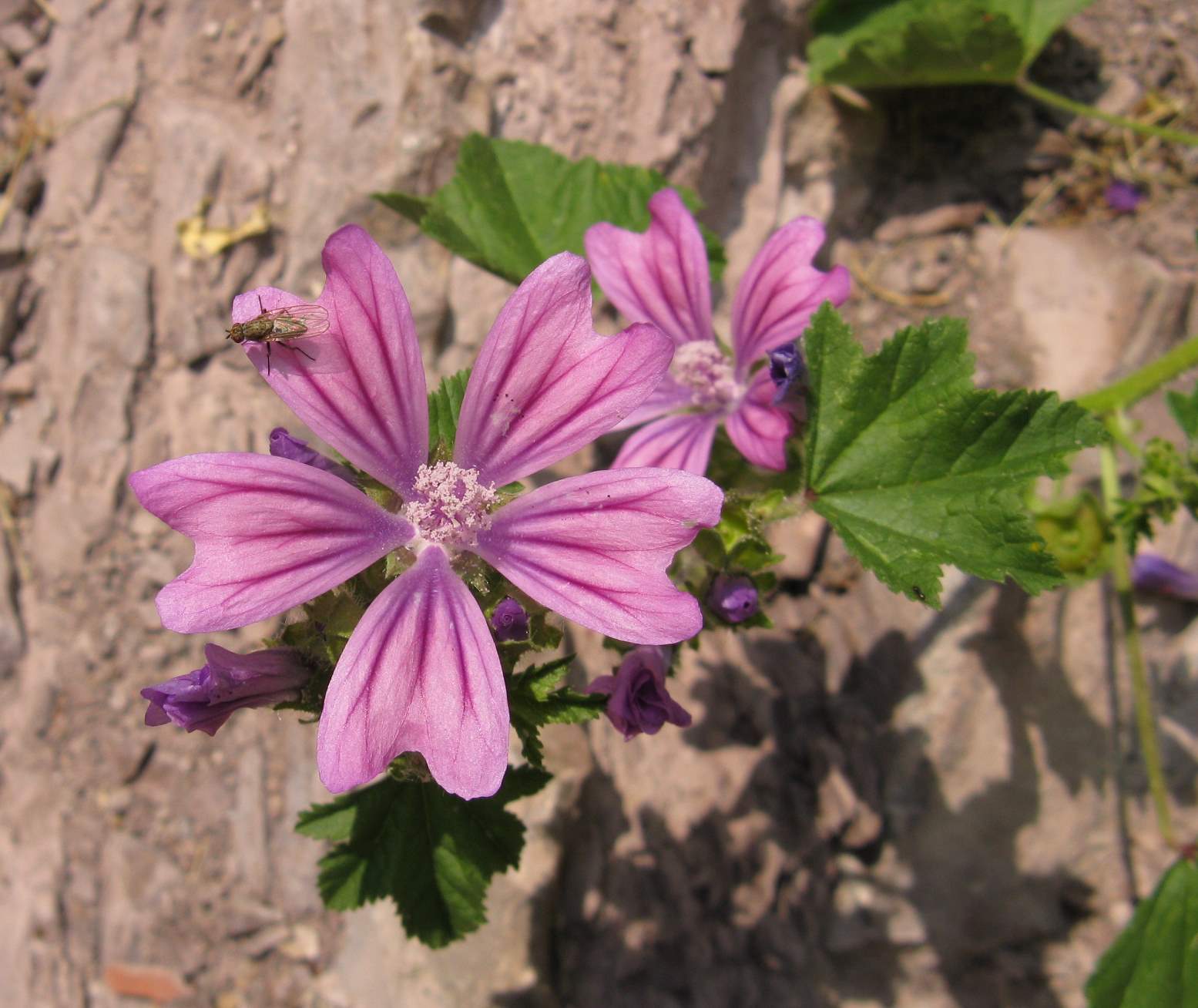 sulle rocce - Malva sylvestris