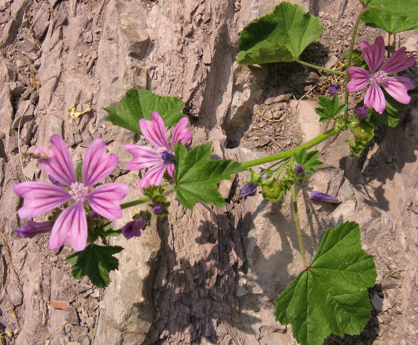 sulle rocce - Malva sylvestris