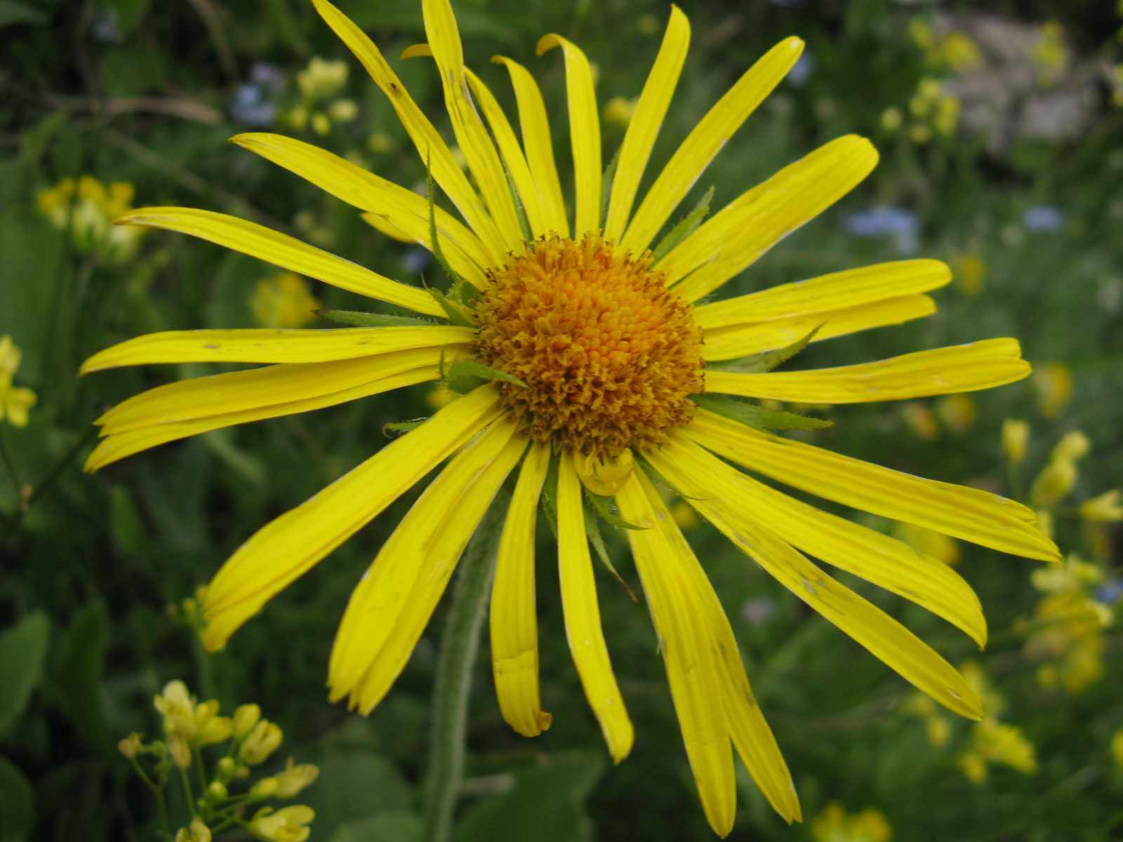 composita Dolomiti Zoldane - Doronicum sp.