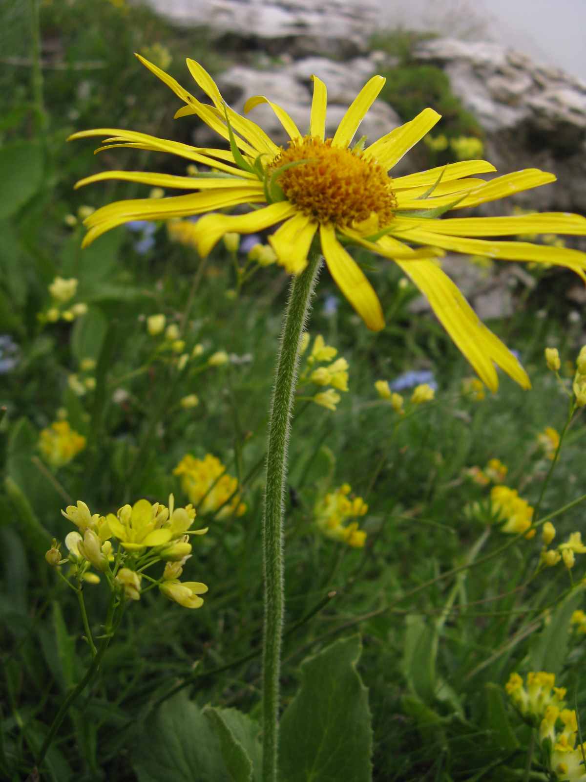 composita Dolomiti Zoldane - Doronicum sp.