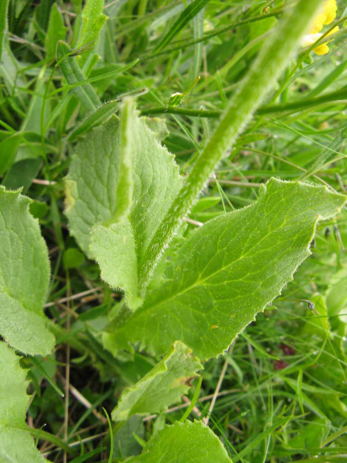 composita Dolomiti Zoldane - Doronicum sp.