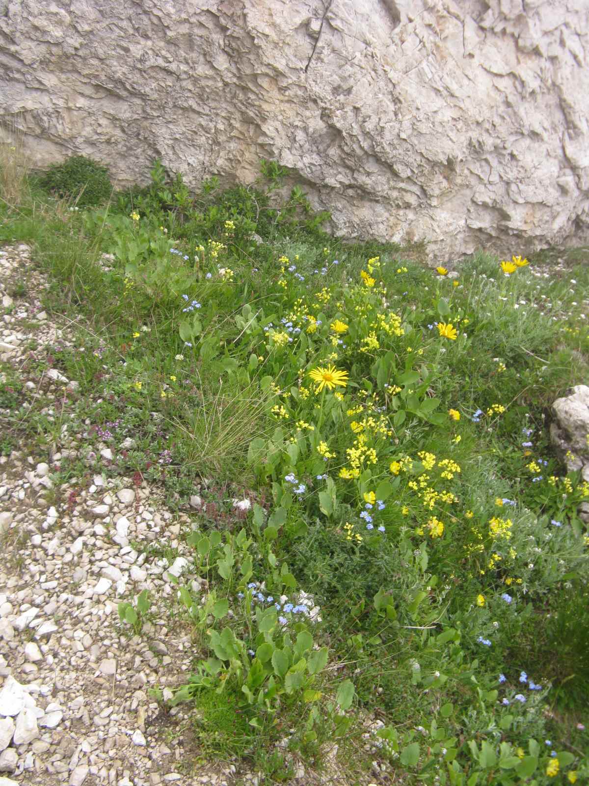 composita Dolomiti Zoldane - Doronicum sp.