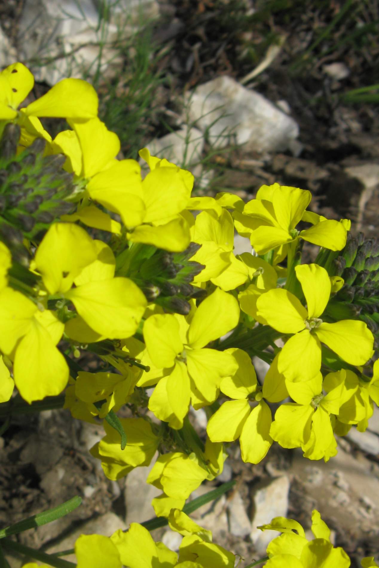 Crucifera in PNDB - Erysimum sp.